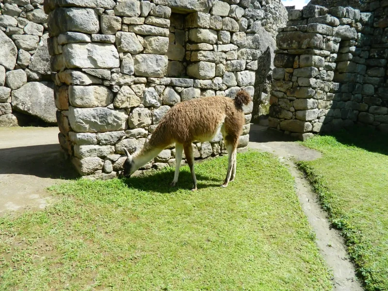 Inca Jungle Trek to Machu Picchu 4 Days