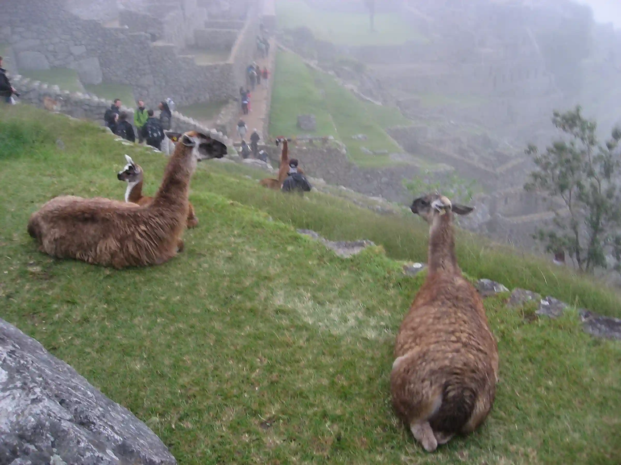Machu Picchu Via Vistadome Train 1 Day