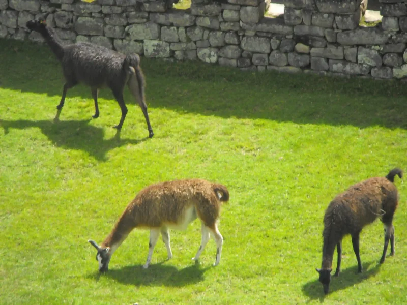 Inca Jungle Trail to Machu Picchu 7 Days