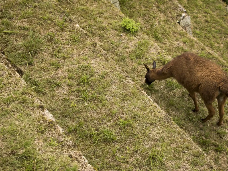 Inca Jungle Trek to Machu Picchu 4 Days