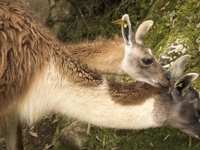Inca Jungle Trek to Machu Picchu 4 Days