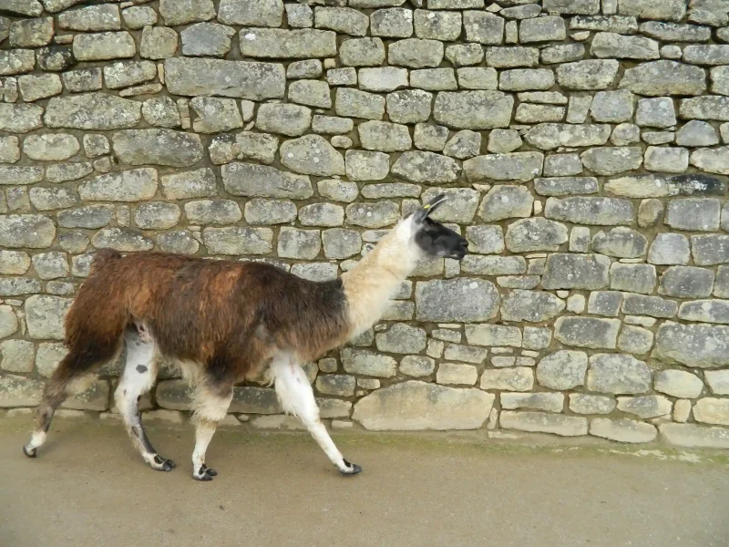 Sacred Valley & Machu Picchu 2 Days