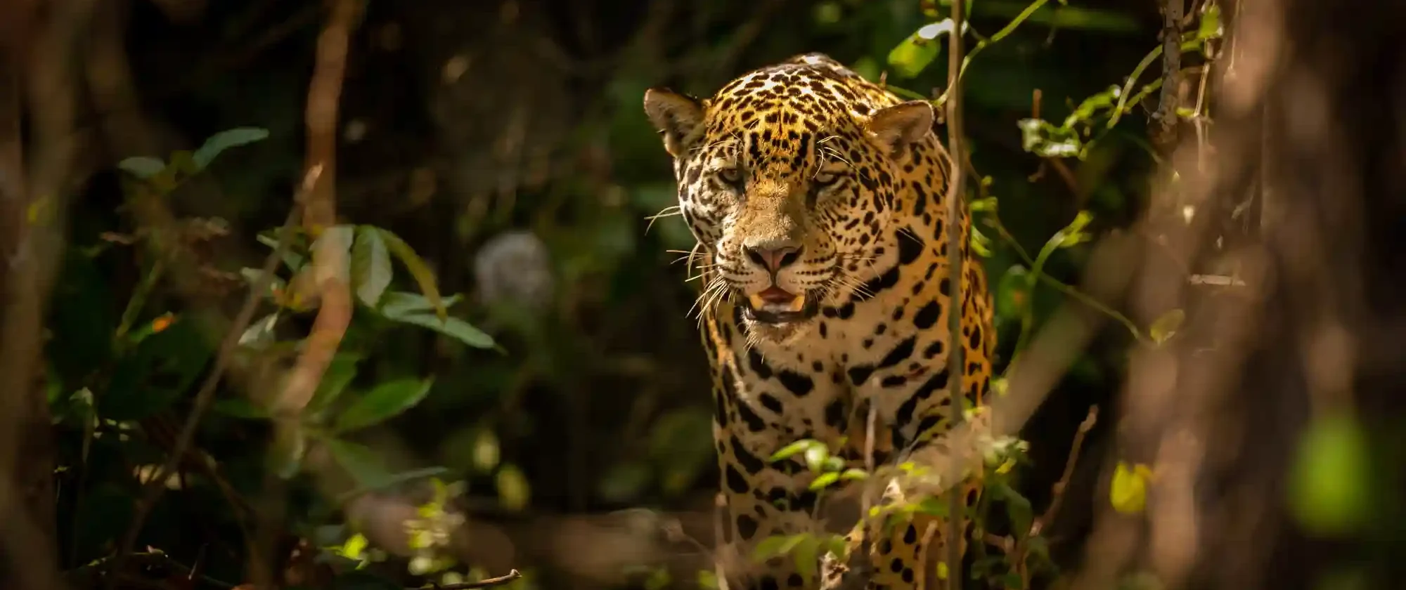 Amazon Rainforest Tour