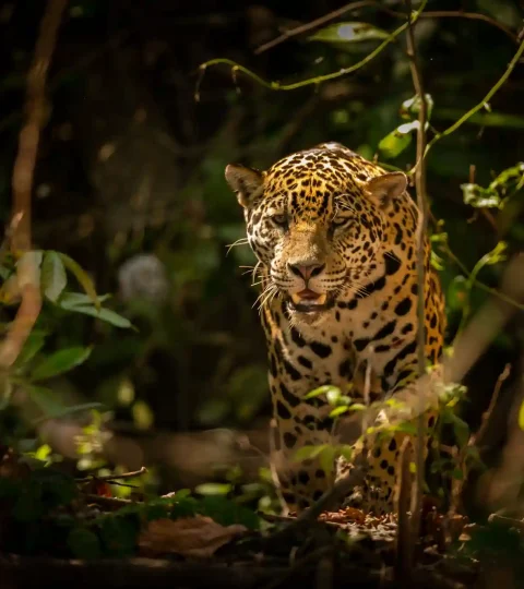 Amazon Rainforest Tour