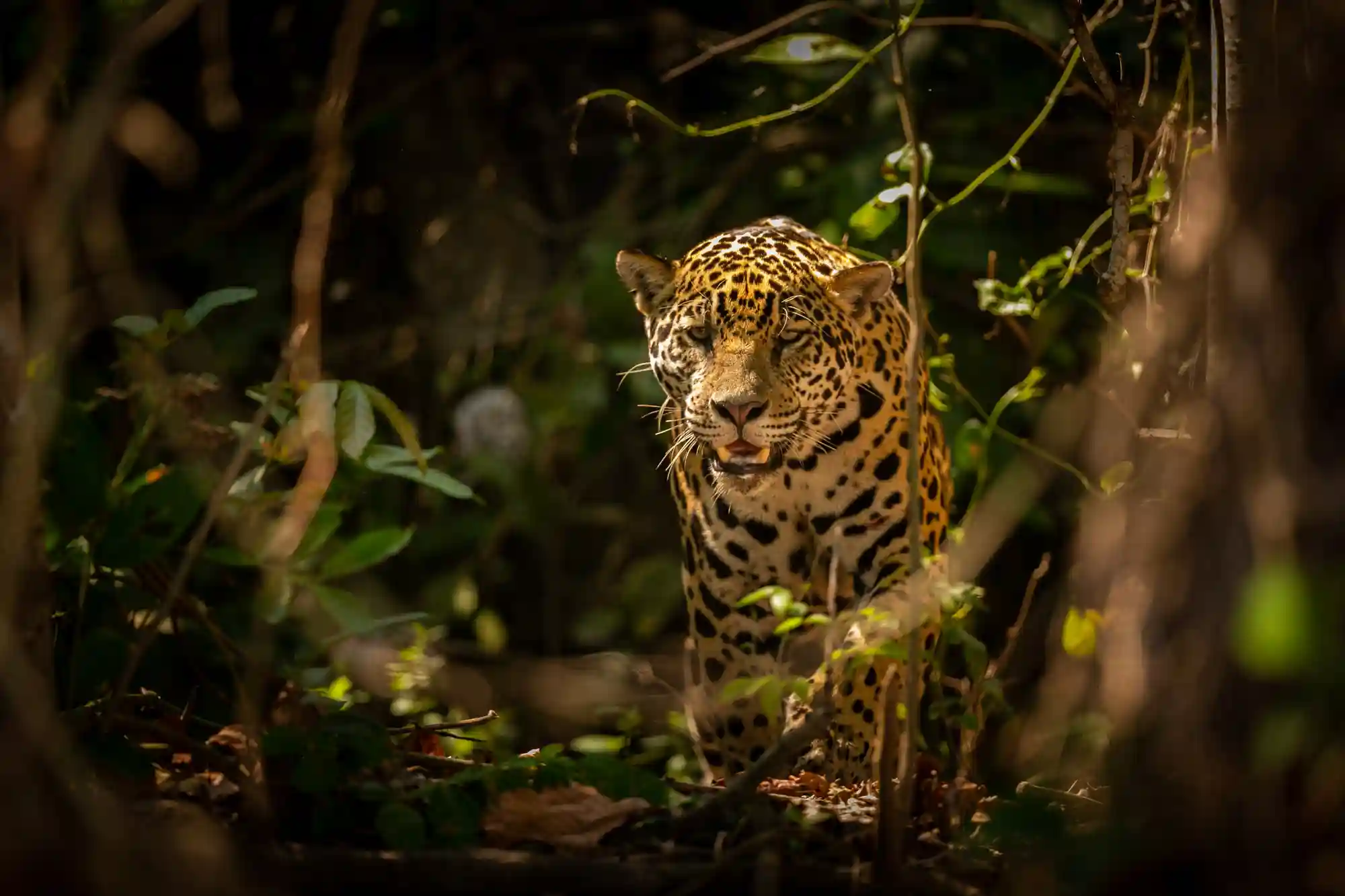 Amazon Rainforest Tour
